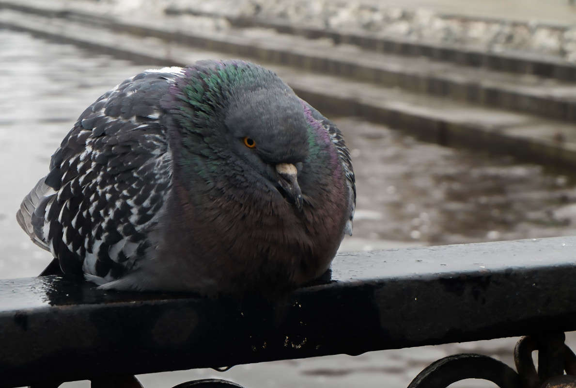 ����� ���� �����.... ����� ������  �� PhotoGeek.ru #�������� ���