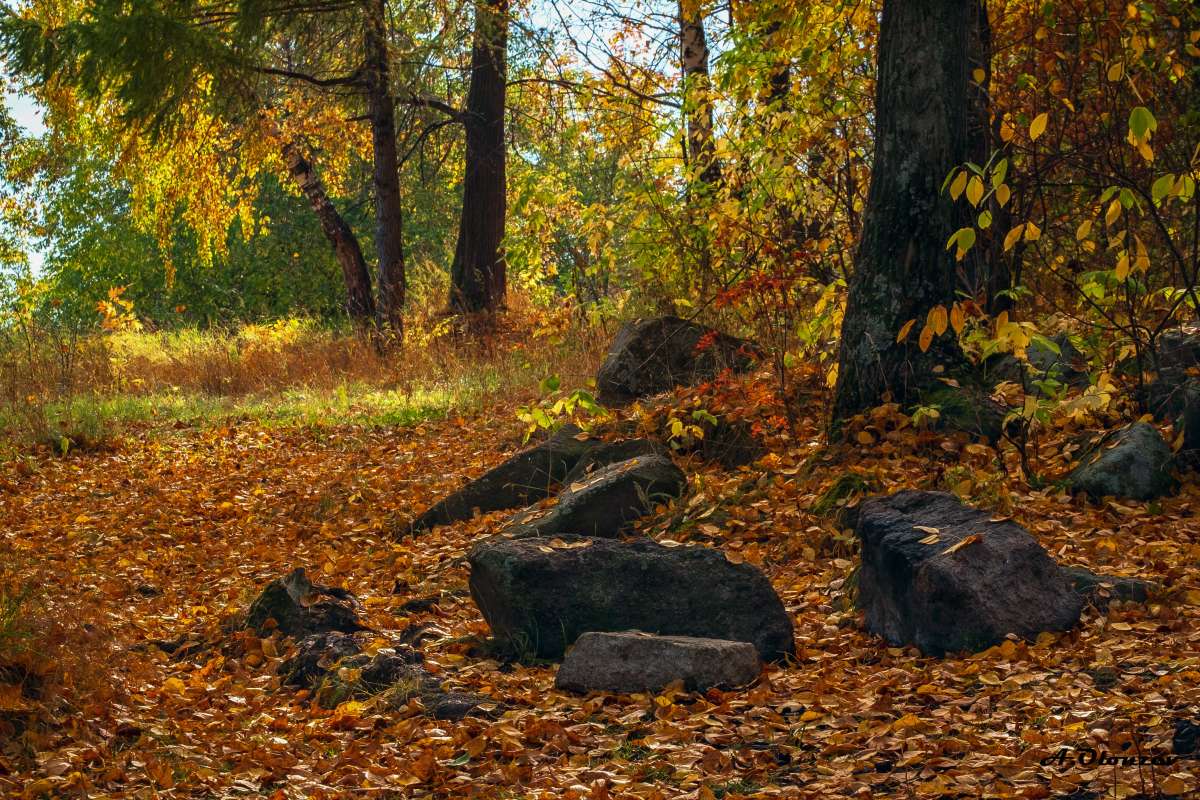 Листопад... автор Андрей  на PhotoGeek.ru #Пейзаж или природа