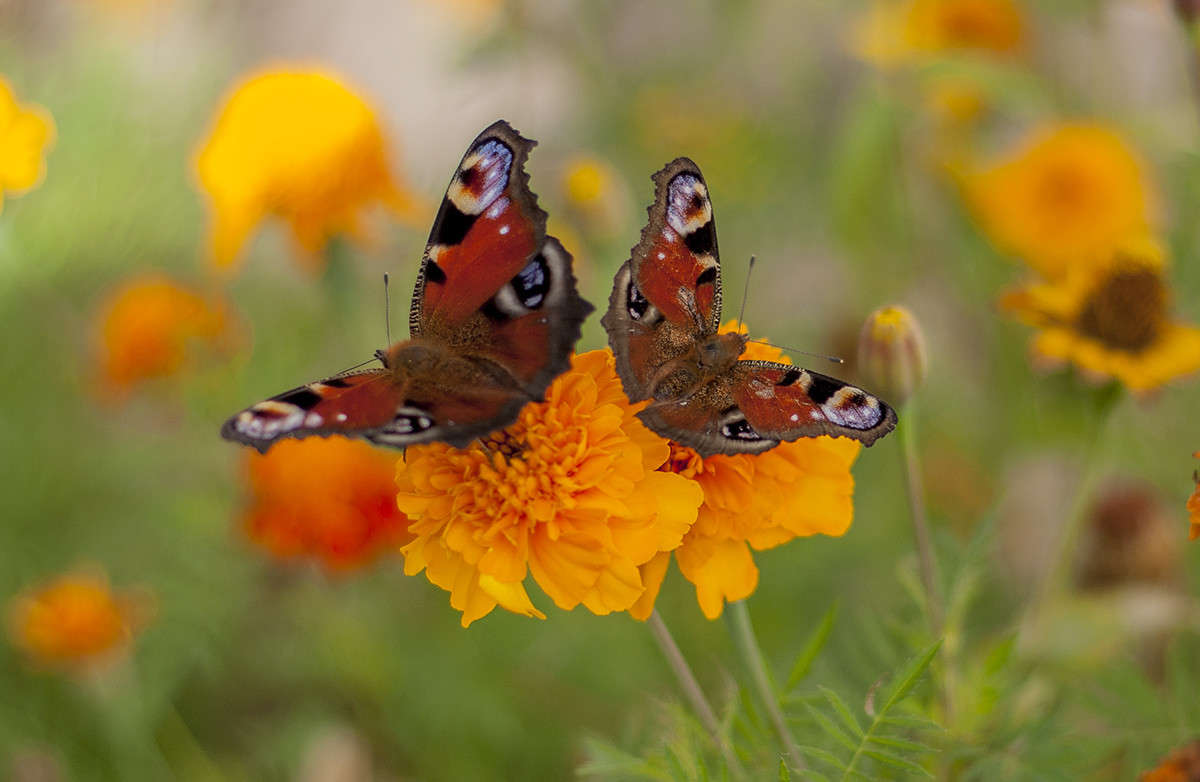 ** ����� ����� �������� �� PhotoGeek.ru #������ ��� �������