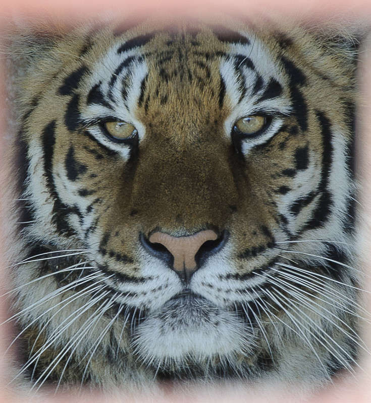 *** ����� ����� �������� �� PhotoGeek.ru #�������� ���