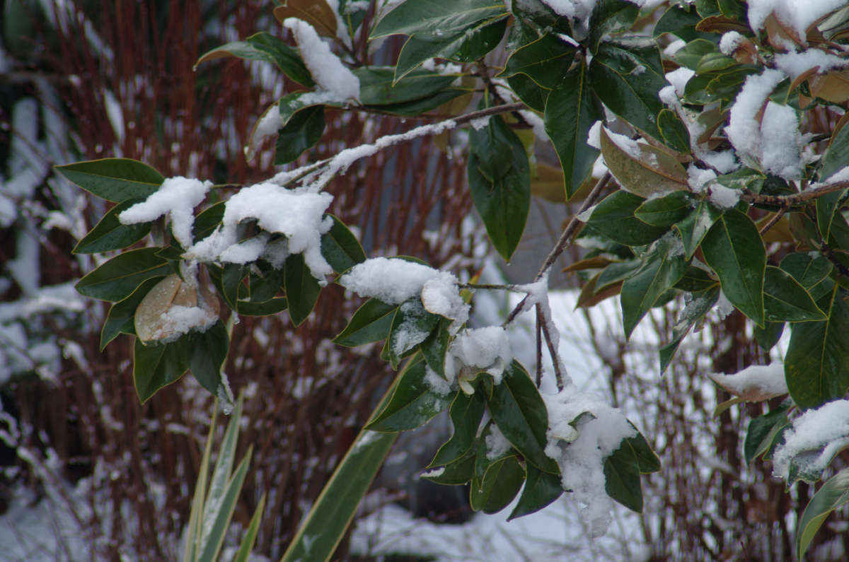 зима в субтропиках автор Олег Кручинин на PhotoGeek.ru #Природа #Снег