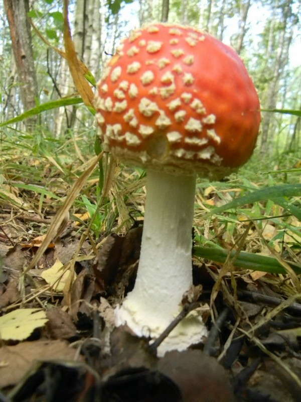 ...� ����� ��������!))) ����� ��������� �������  �� PhotoGeek.ru #�����