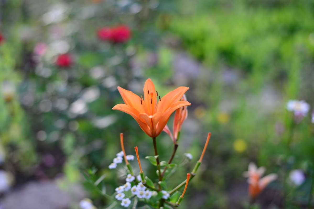 ...��������.. ����� ��������� �������  �� PhotoGeek.ru #�����