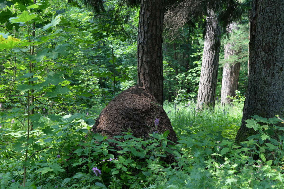 ......������ ���������...:) ����� ��������� �������  �� PhotoGeek.ru #������ ��� �������