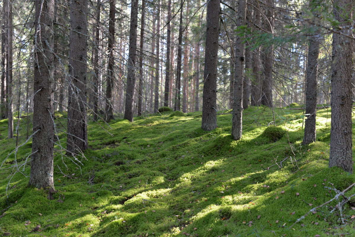 ...������� �����... ����� ��������� �������  �� PhotoGeek.ru #������ ��� �������