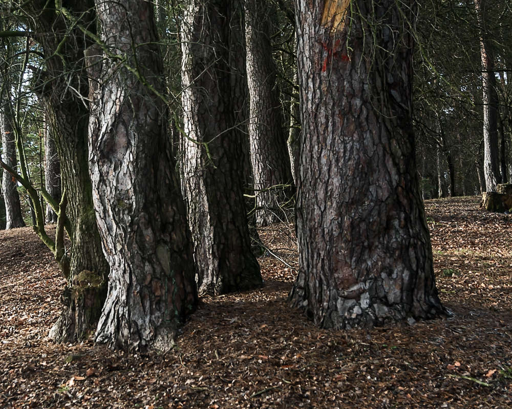 Tree trunks     PhotoGeek.ru #  