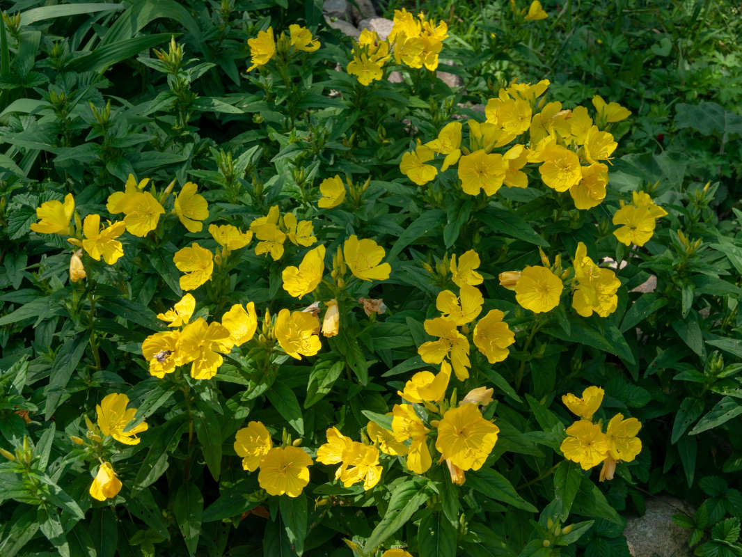 Желтые цветы автор Генрих Згерский на PhotoGeek.ru #Пейзаж или природа