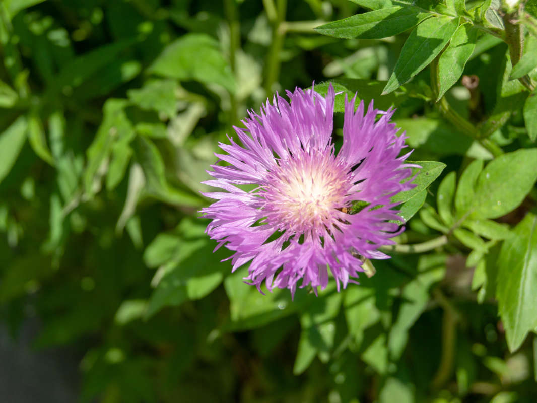 Фиолетовый цветок автор Генрих Згерский на PhotoGeek.ru #Макро #Пейзаж или природа