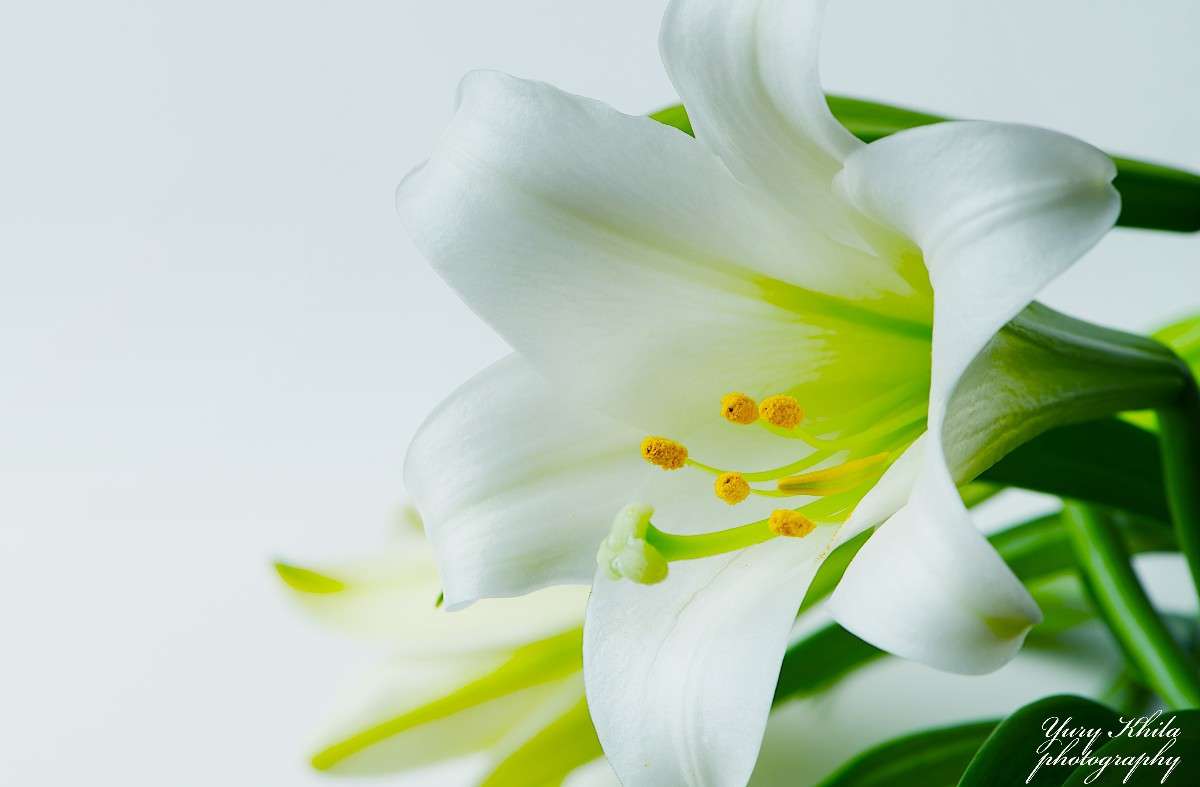 Easter Lily     PhotoGeek.ru # # 