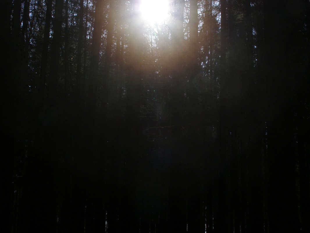 Утренний свет автор Nikita Sychev на PhotoGeek.ru #Пейзаж или природа #Лес #Луч #Разное #Свет #Солнце #Тьма #Утро
