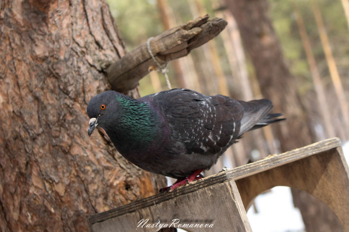 ������� ����� ��������� ���������� �� PhotoGeek.ru #�������� ��� #����� ��� ��� ���������