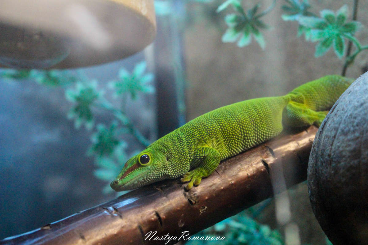 ������� ������ ����) ����� ��������� ���������� �� PhotoGeek.ru #�������� ���