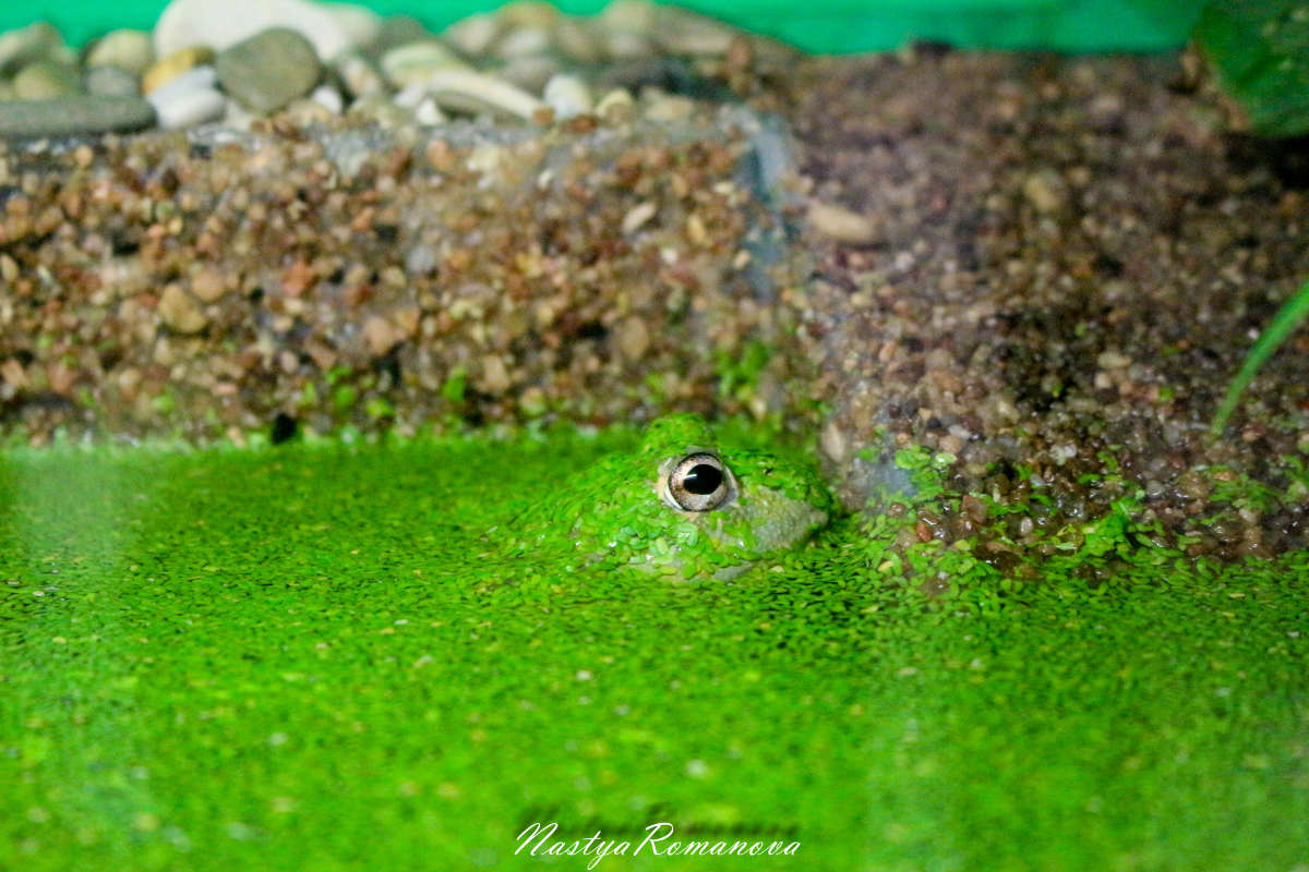 ����������))) ����� ��������� ���������� �� PhotoGeek.ru #�������� ���