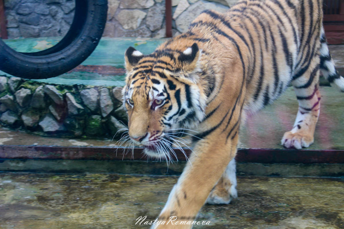 ... ����� ��������� ���������� �� PhotoGeek.ru #�������� ���