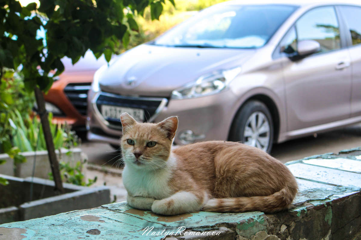 �������� ����� ����� ��������� ���������� �� PhotoGeek.ru #�������� ���