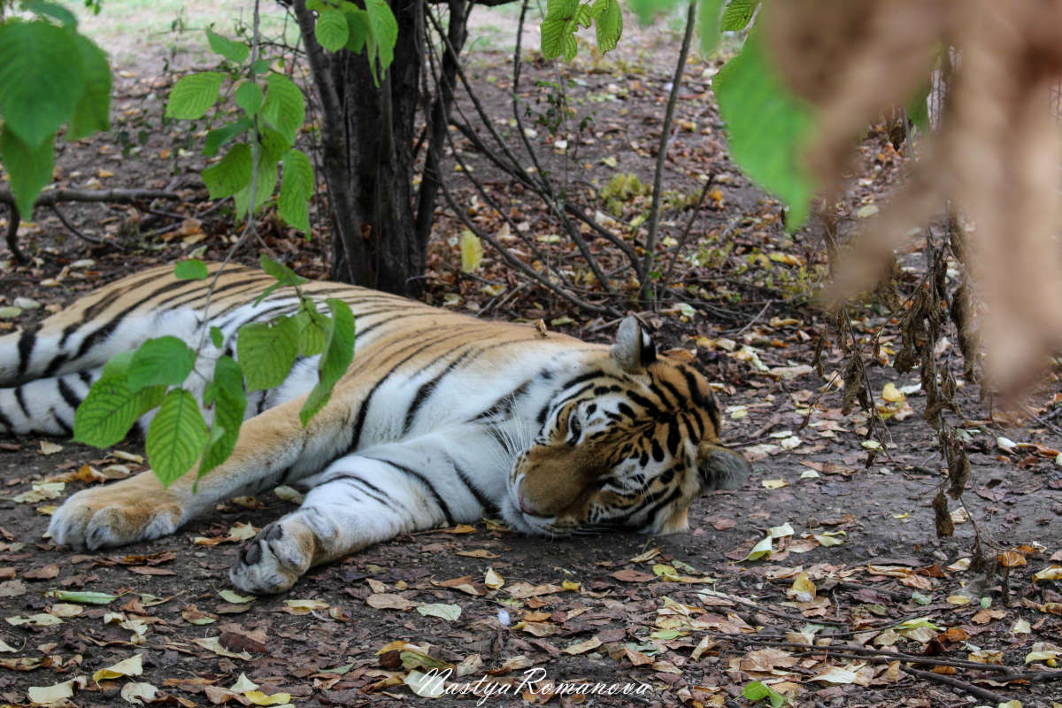 ... ����� ��������� ���������� �� PhotoGeek.ru #�������� ���