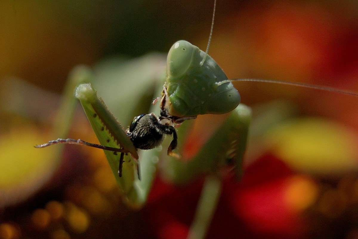 Alien ����� �����  �� PhotoGeek.ru #�������� ���