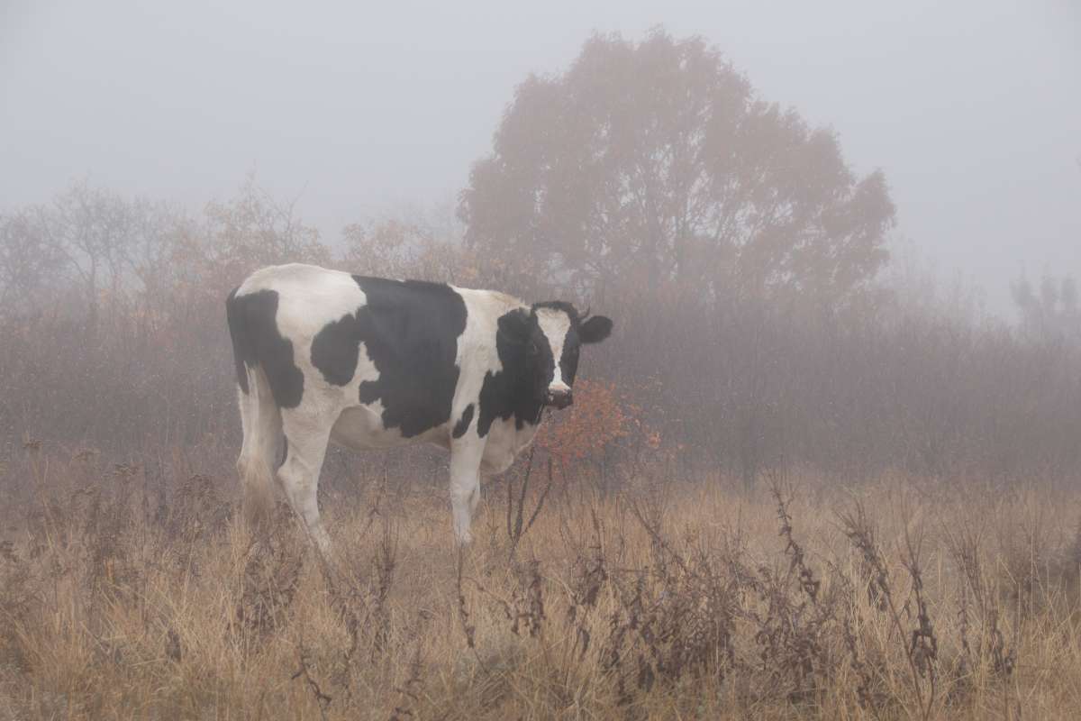 Буренка и туман) автор Ирина  на PhotoGeek.ru #Животный мир #Пейзаж или природа