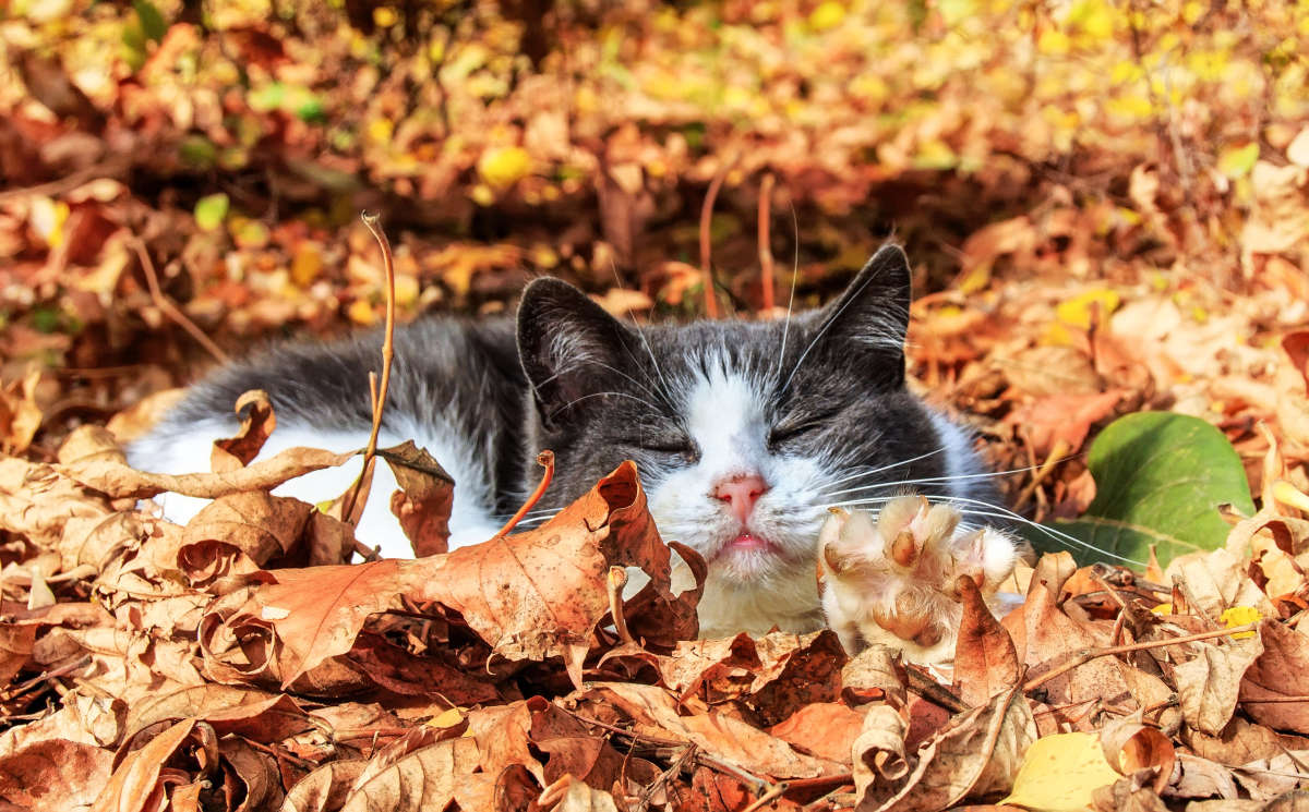 Осенний кот автор Ирина  на PhotoGeek.ru #Животный мир