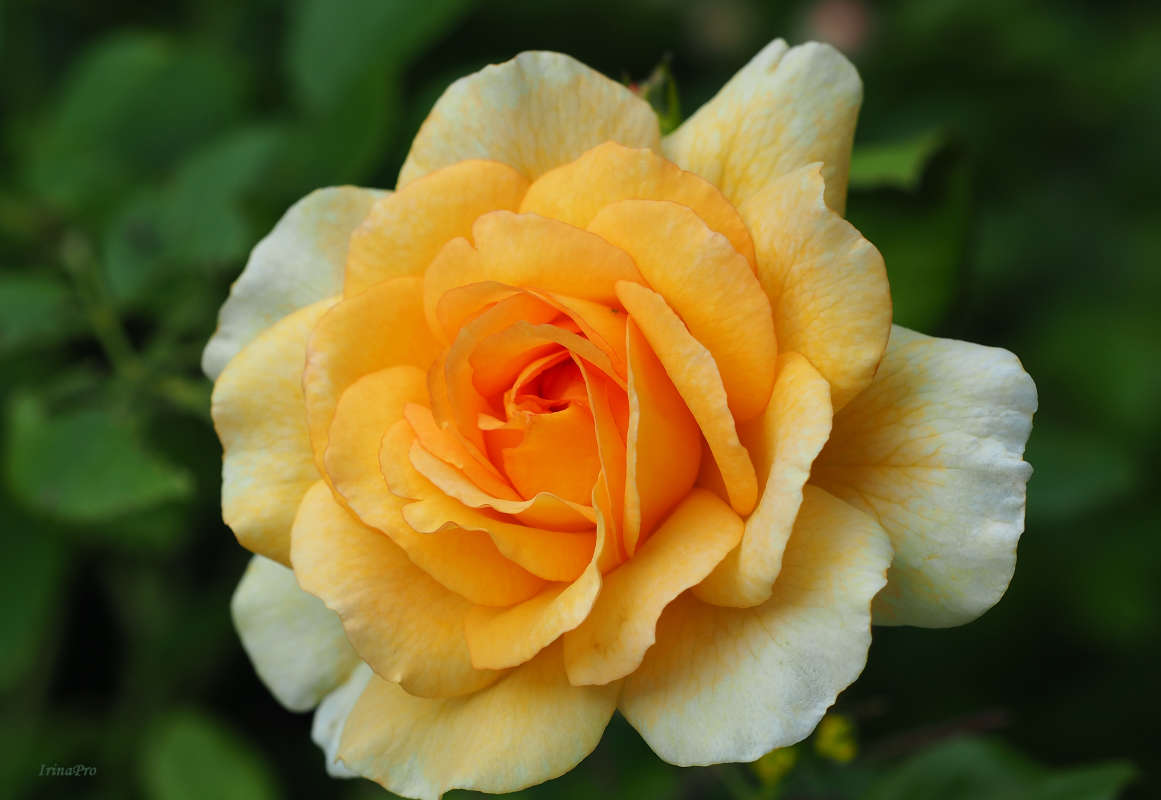 Как хороши, как свежи были розы...(с) автор Ирина   на PhotoGeek.ru #Макро #Живая растительность
