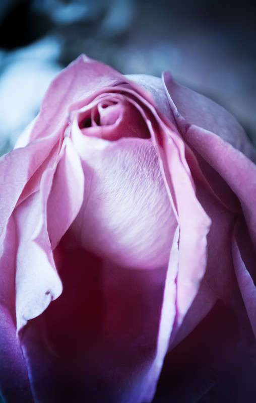 Rosa ����� T.M.  �� PhotoGeek.ru #�������� ���������� #����� : �����.�.�. #������������� #���� #�����