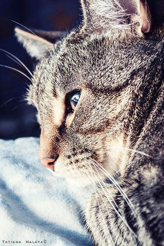 T.M. ����� T.M.  �� PhotoGeek.ru #�������� ���