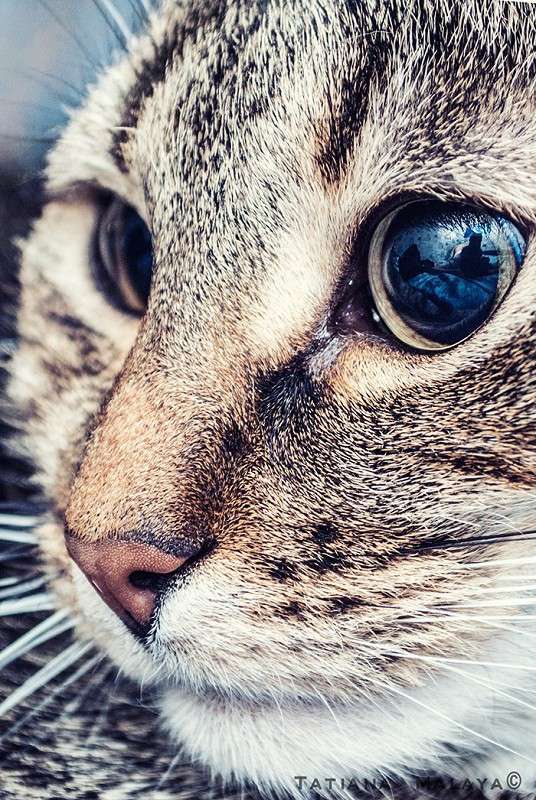 T.M. ����� T.M.  �� PhotoGeek.ru #�������� ���