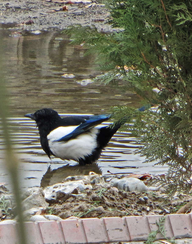 ��������� ����� 2 ����� ����� ������� �� PhotoGeek.ru #�������� ��� #����� ��� ��� ��������� #�����