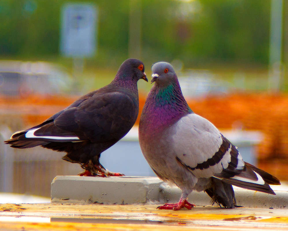 �������. ����� ������ ������� �� PhotoGeek.ru #�������� ����������