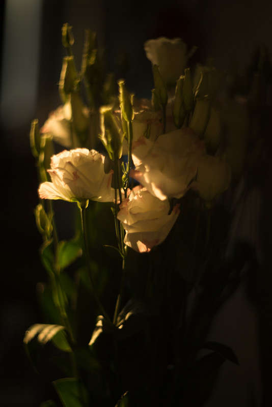 Flowers     PhotoGeek.ru #   #  #