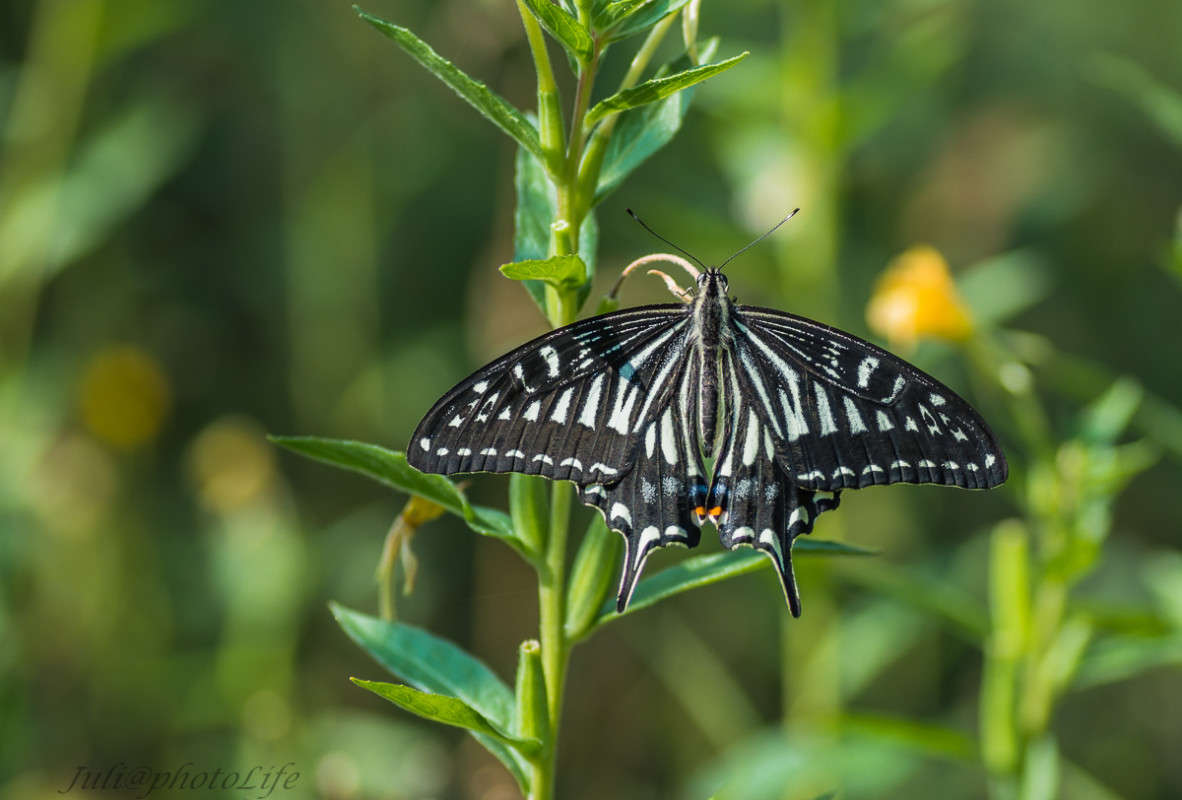 ... ...     PhotoGeek.ru # #Papilio xuthus # # # # 