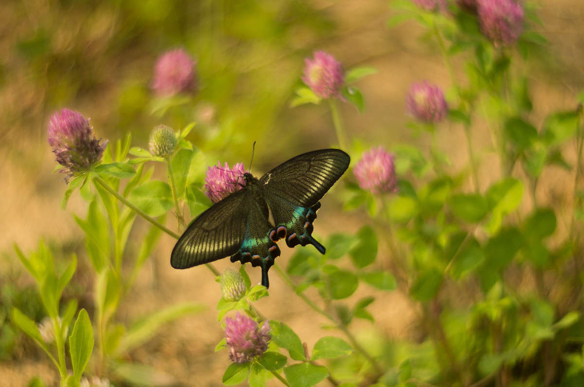 �������� ���� ����� ���� ��������� �� PhotoGeek.ru