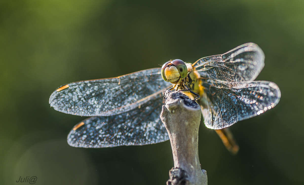 � �������� ����������� ����... ����� ���� ��������� �� PhotoGeek.ru #����� #���������