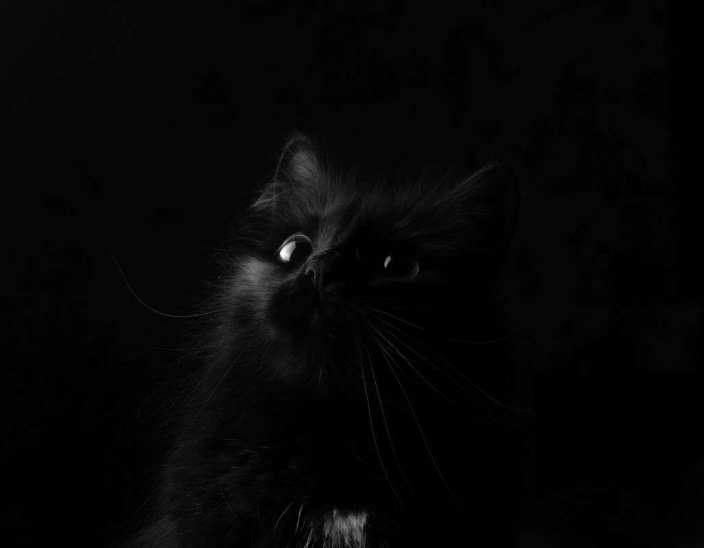 в черной комнате в черном углу черная кошка.. автор Yury Kireev на PhotoGeek.ru #Животный мир #Портрет