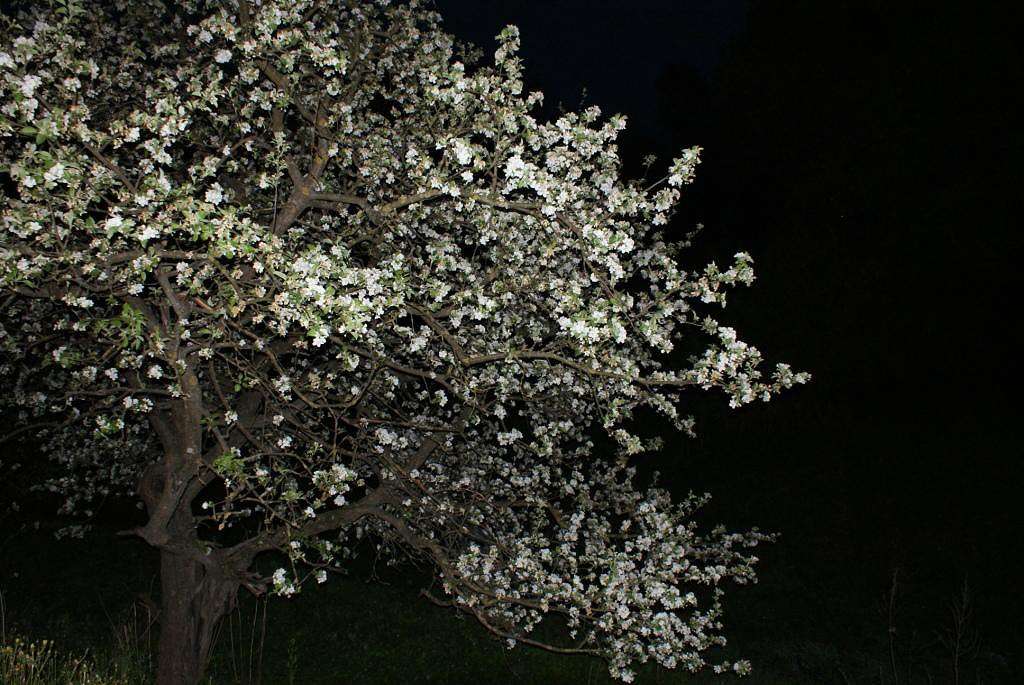 ночная яблоня