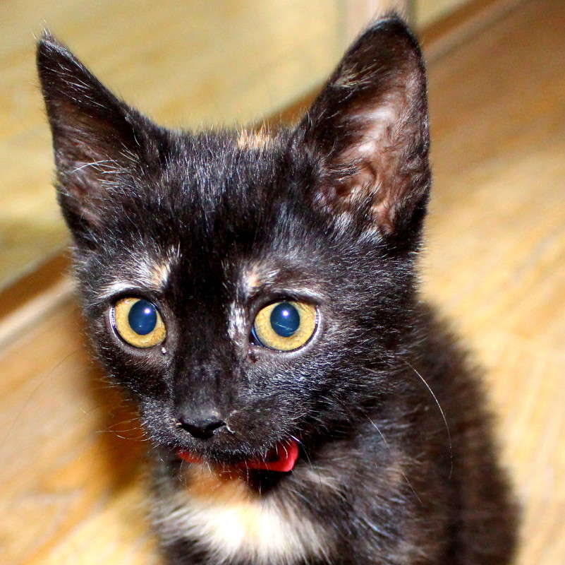 ����� ����� Gennady  �� PhotoGeek.ru #�������� ���