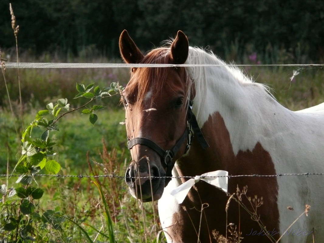 Tobiano ����� ���� ����� �� PhotoGeek.ru #�������� ��� #�������� ���