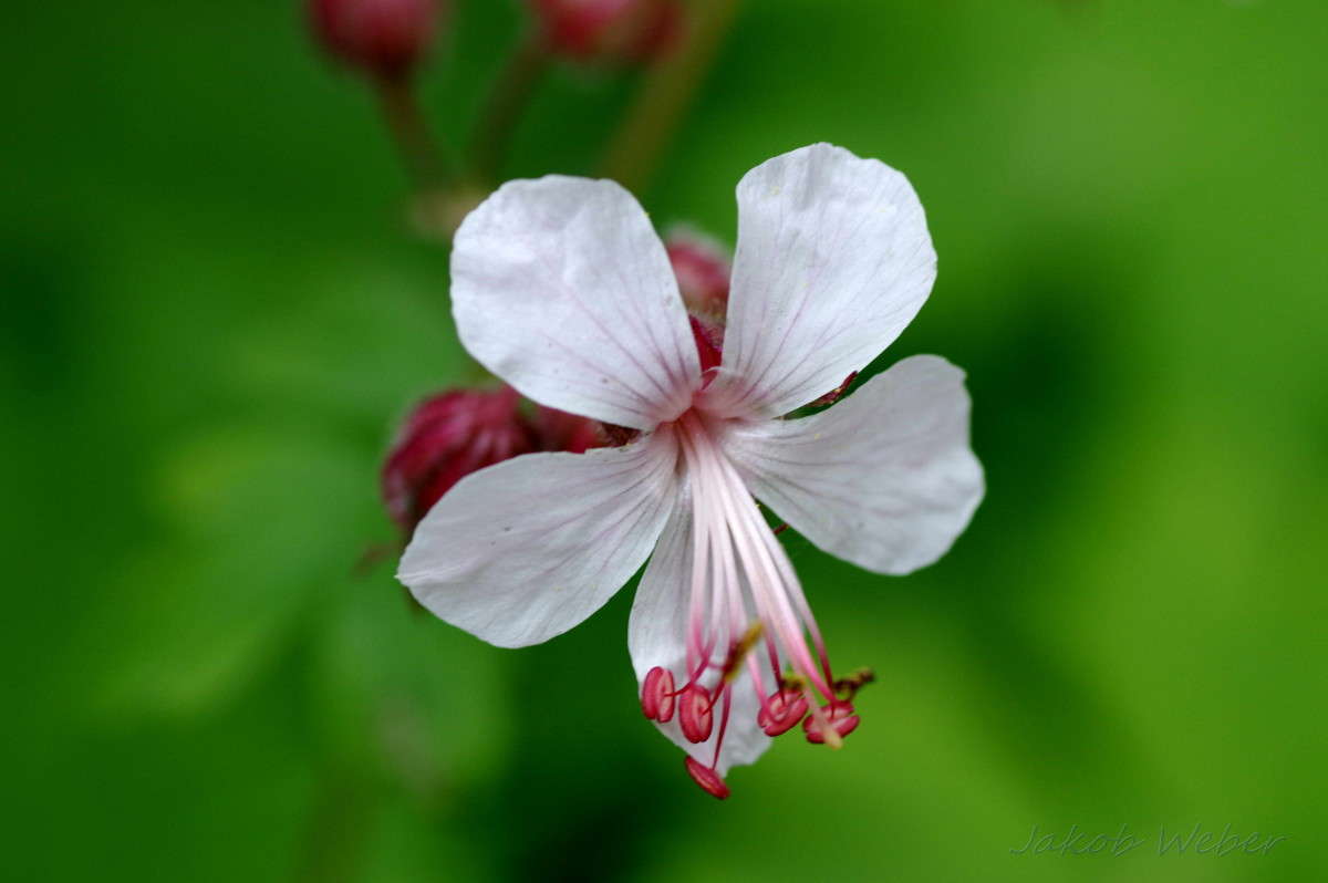 Pelargonie. ���������� ����� ���� ����� �� PhotoGeek.ru #����� #������ ��� ������� #����� �������������� #������