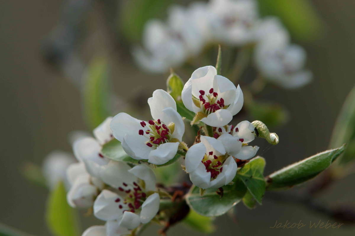 Birne ����� ���� ����� �� PhotoGeek.ru #����� #������ ��� ������� #����� �������������� #������