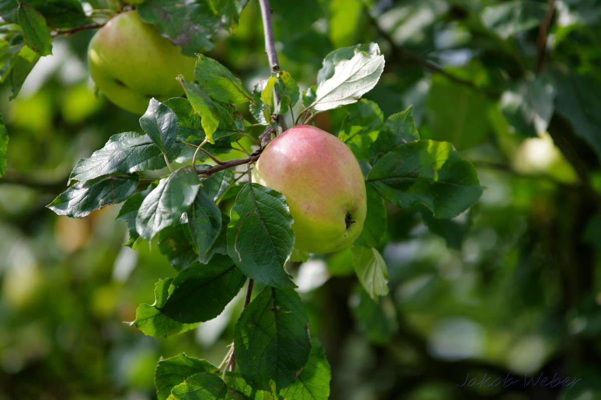 ����������� ����� ���� ����� �� PhotoGeek.ru #������ ��� ������� #����� �������������� #������