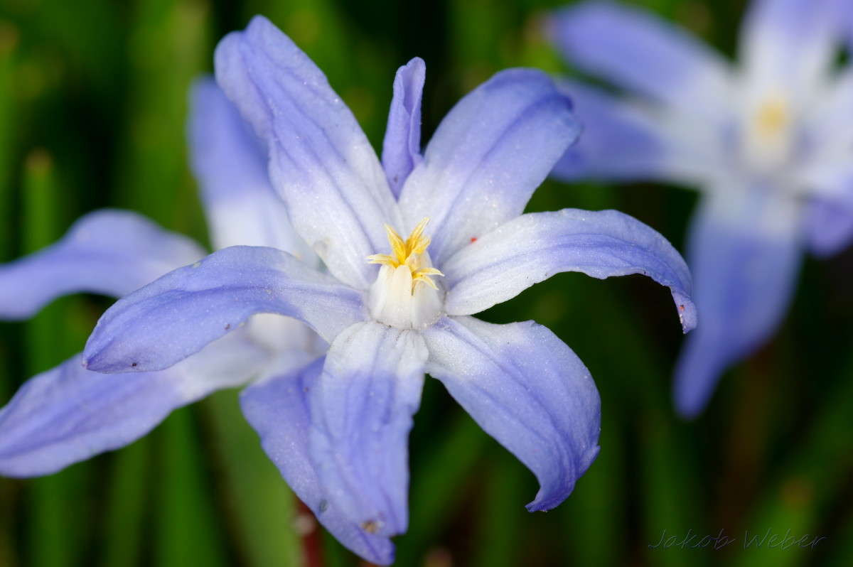 Sternhyazinthen. ����������. ����� ���� ����� �� PhotoGeek.ru #����� #������ ��� ������� #����� �������������� #������