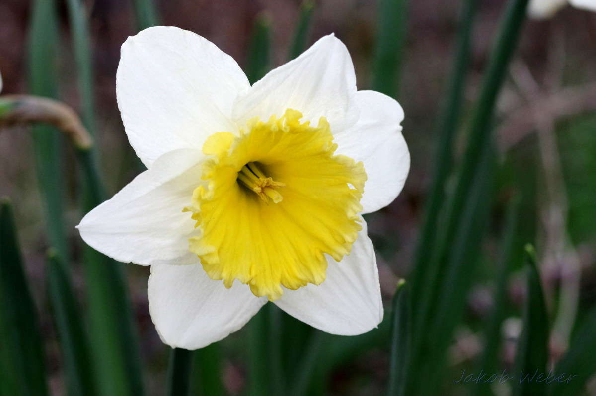 Narcissus pseudonarcissus ����� ���� ����� �� PhotoGeek.ru #������ ��� ������� #����� �������������� #����� ��������