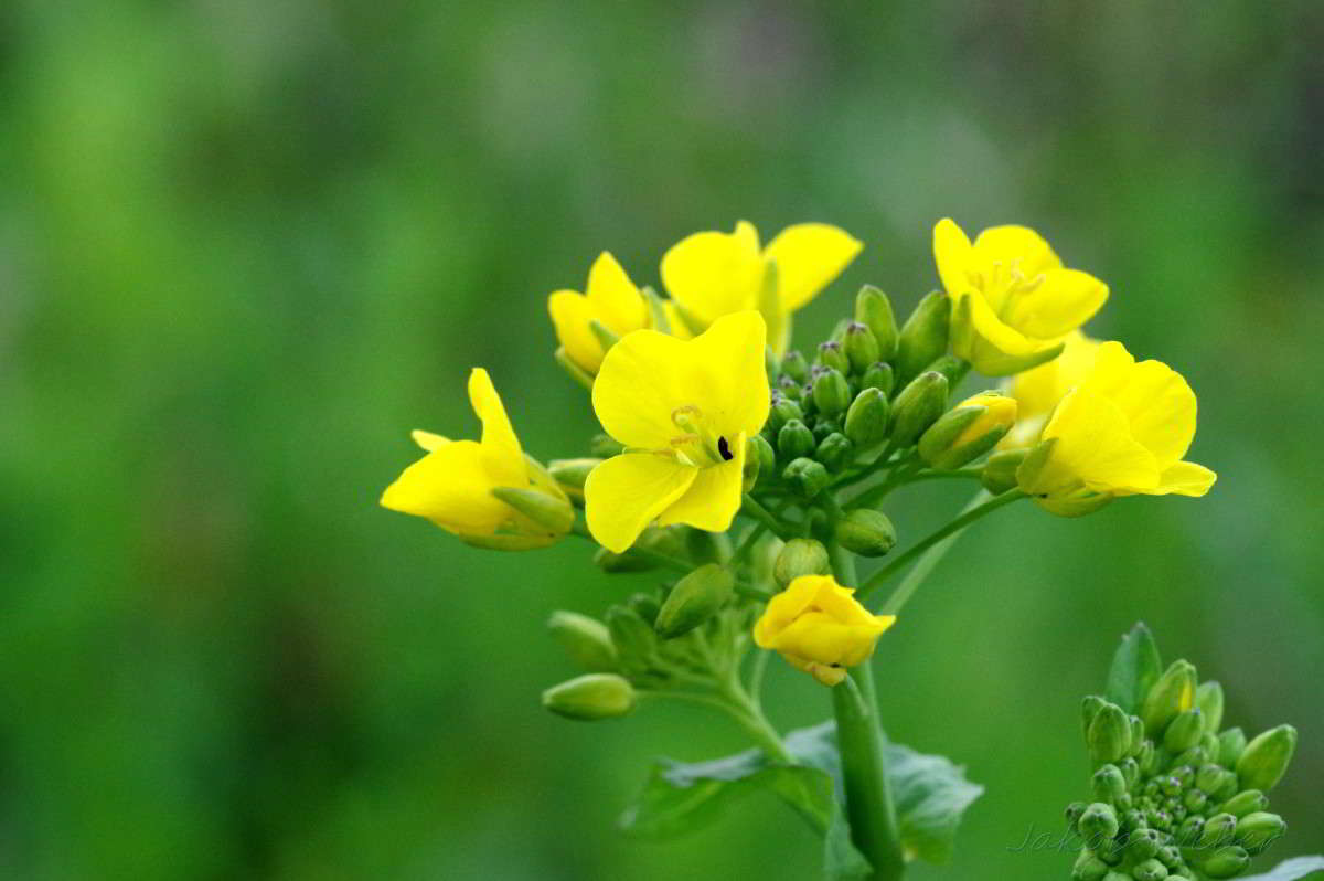 Br�ssica n�pus. ����� ���� ����� �� PhotoGeek.ru #������ ��� ������� #����� ��������������