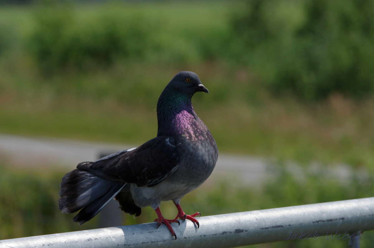 ����� ���������� ����� ���� ����� �� PhotoGeek.ru #�������� ��� #����� ��� ��� ���������