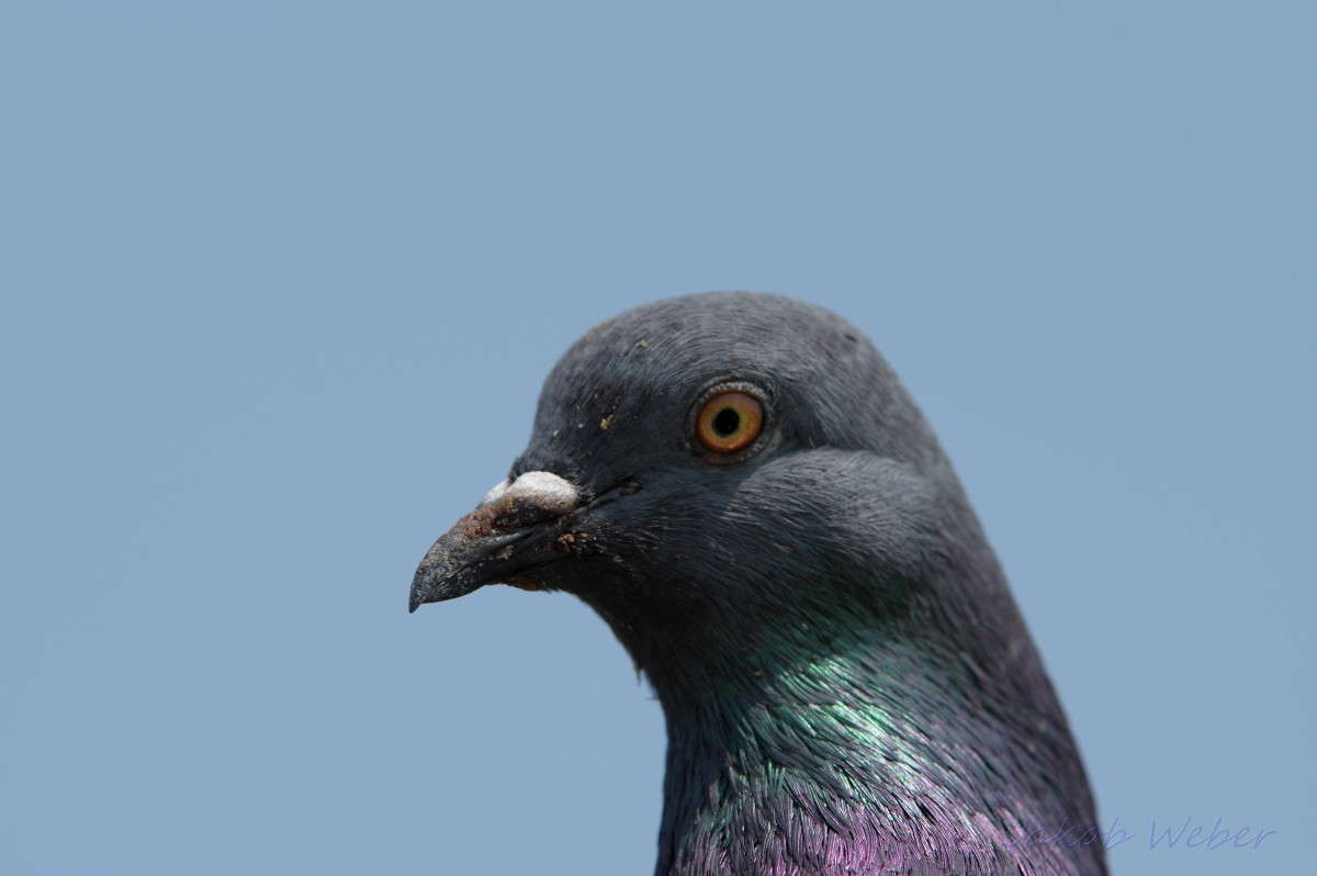 Taube ����� ���� ����� �� PhotoGeek.ru #�������� ��� #������ ��� ������� #������� #����� ��� ��� ���������