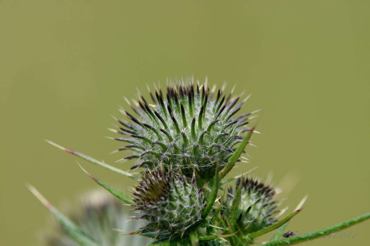 ������� ����� ���� ����� �� PhotoGeek.ru #������ ��� ������� #����� �������������� #������