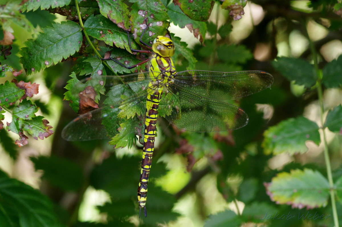 ������� ����� ���� ����� �� PhotoGeek.ru #����� #�������� ���