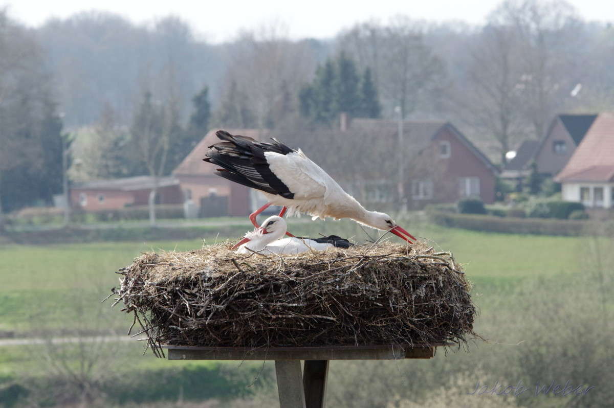 ������ ����. ����� ���� ����� �� PhotoGeek.ru #�������� ��� #����� ��� ��� ���������