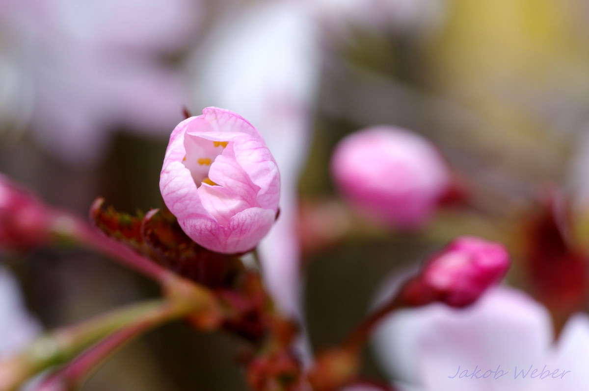 Rosabluemchen. ����� ���� ����� �� PhotoGeek.ru #������ ��� ������� #����� �������������� #������