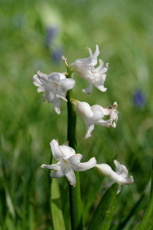 Hyazinthe ����� ���� ����� �� PhotoGeek.ru #������ ��� ������� #����� �������������� #������